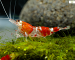 Shrimpys inc
