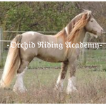 -Orchid Riding Academy-