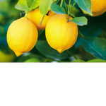 Lemon twins!