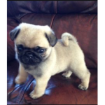 Pugs.... :)
