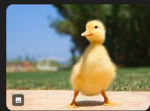 Ducky_empire!