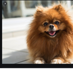 puppyvibes
