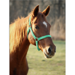 Shady Acres Stables ~ Home of the Ponies