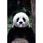 Panda Gang!!!!!!!!!!!!!!