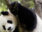 Abc panda Merch