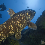 - Marine Life Group -