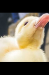 Super ducky team