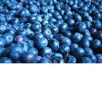 blueberry club