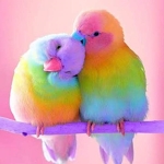 Rainbow bird club
