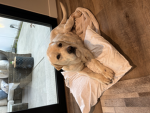 Dogs are better 2244