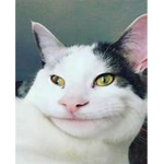 Sussy cat gang