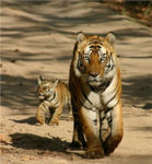 The Awsome nerf Tigers