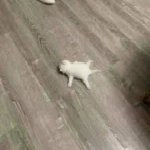 jormtisserie chicken