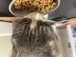 tampiquito