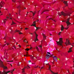 lIyah and lisas roses
