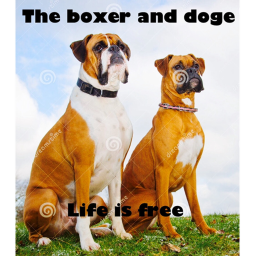 [NEW] Doge & Boxer Dog Hangout