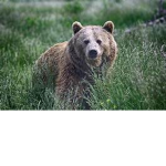 Cute Beary