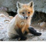 i love foxs group