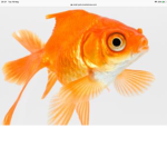 Land of the goldfish