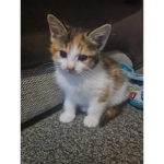 MyKittenIsAdorable
