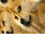Doges only group doge