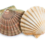 Scallop Clothing