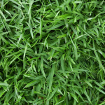 EaT sOme GRaSS