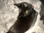 Weird kittens