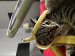 The kitties ! You