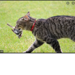 CATSSSSSSSSSSSSSSSSSSSS