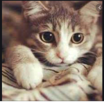 My cat and my kitty