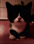 .El gato inc.