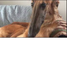 WHAT DA DOG DOING