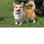 CORGIIIIIII FANNN CLUB
