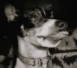RockDogAUAUAUAUAU