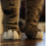 cat•paws