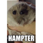 Rats, Assemble