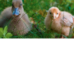 Duck Chicken