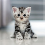 Anni mag Katzen