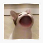 Hero cats