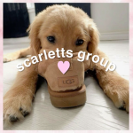 daisyhawaii group