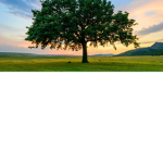 The awesome tree