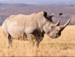 [PF] Rhino Troopers
