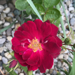 Polesovsky Studios