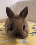 OneAndOnlyBobo