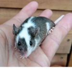 Mouse Nibbles