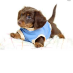 Love puppy