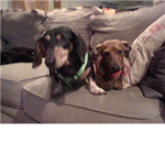 puppys!