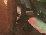 Lizard’s !!!