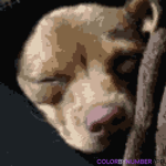 Adopt me pets for free <3